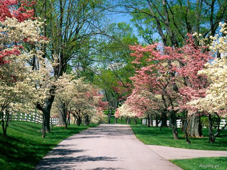 Krajobrazy3 - pink_and_white_dogwood_trees_lexington_kentucky-1024x768.jpg