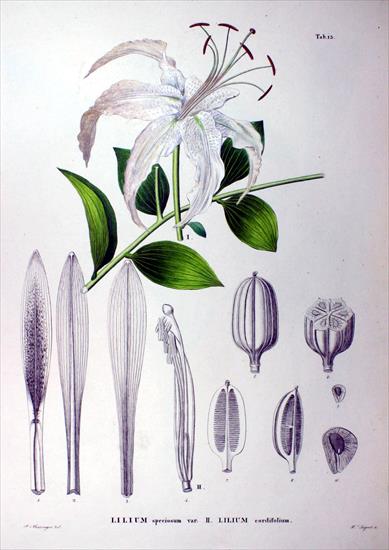 Flora Japonica mullein - CRW_6561_RT8.jpg