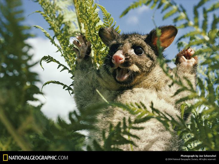 Zwierzęta - Brushtail Possum, Tasmania, Australia, 1974.jpg