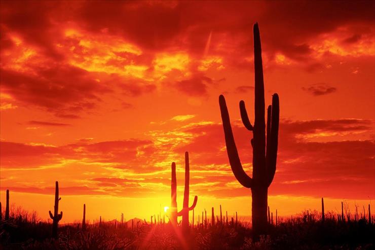 Webshots Collections - Burning Sunset, Saguaro National Park. Arizona  SuperStock, Inc..jpg