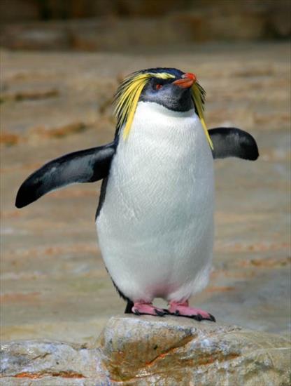 pingwiny - pingwin grubodzioby.jpg