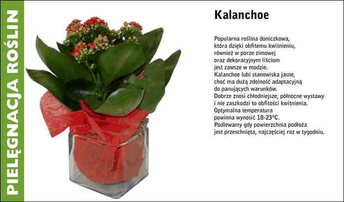 nazwy kwiatow - kalanchoe.gif