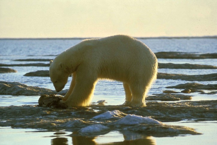  RATUJMY NIEDŹWIEDZIE POLARNE - polar-bear-ursus-maritimus.jpg