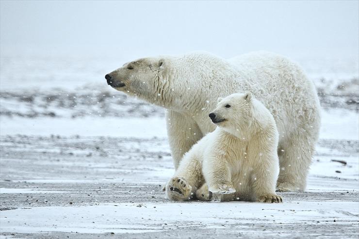 Przerażające Zdjęcia - Polar_Bear_ANWR_1.jpg