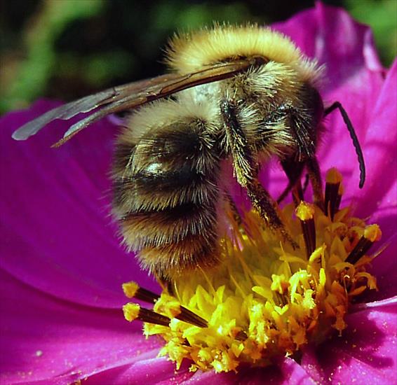 Pszczoły - P1030483A_edytowany-1.jpg