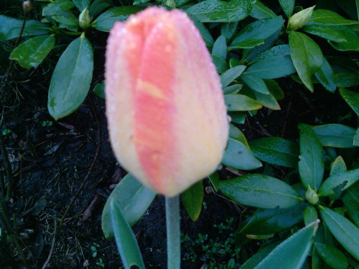 Tulipany-2014 - Zdjęcia-0035.jpg