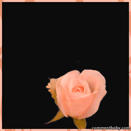 Animacje róża z niespodzianką - Animacja Róża z niespodzianką 11.gif