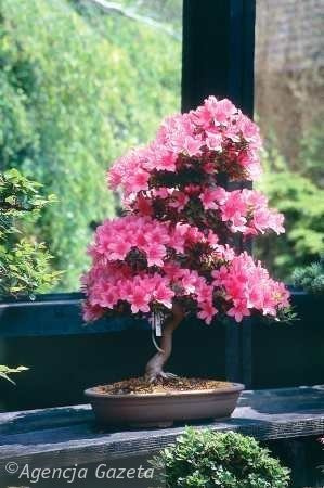 BONSAI DRZEWKA - Drzewko bonsai.jpg