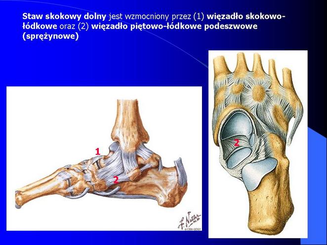 Anatomia i Fizjologia1 - Anatomia - Układ Kostny 69.jpg