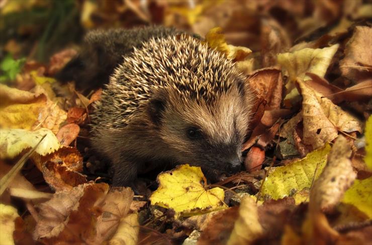 zima, jesień 2016 - hedgehog-985315_960_720.jpg