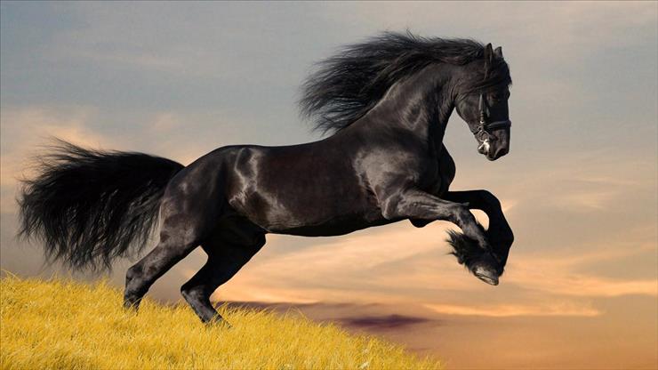 Tapety HD - black_stallion-1920x1080.jpg